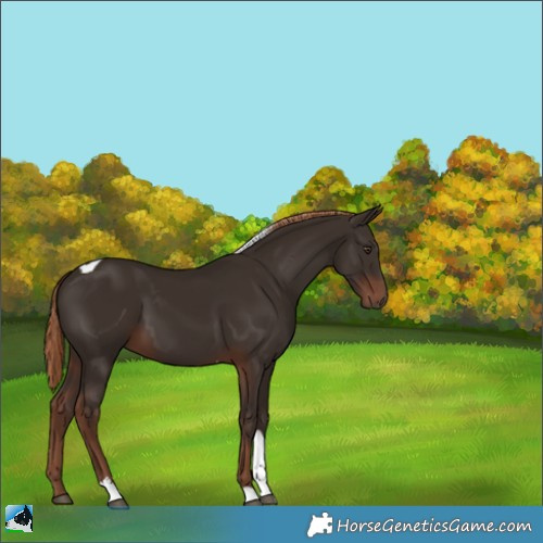 Horse Color:Liver Chestnut Tobiano 