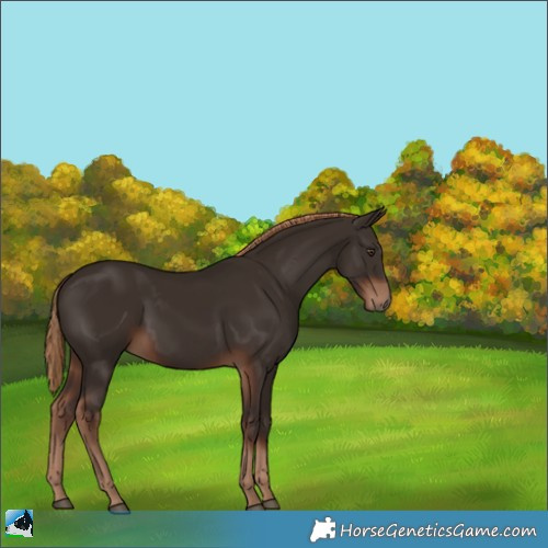 Horse Color:Liver Chestnut 