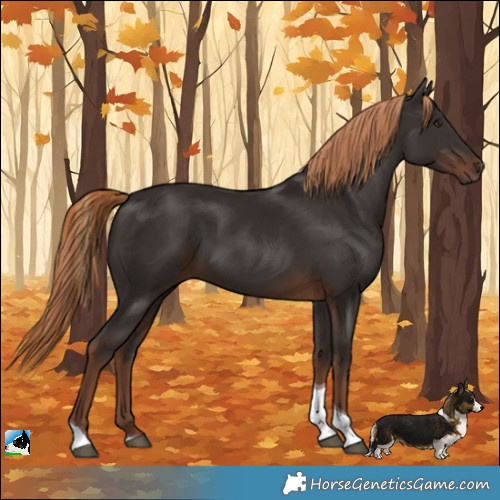 Horse Color:Liver Chestnut Tobiano 