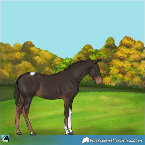 Horse Color:Liver Chestnut Tobiano 
