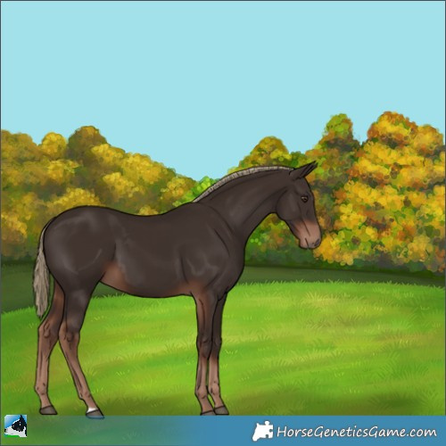 Horse Color:Liver Chestnut 