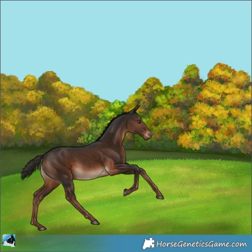 Horse Color:Liver Chestnut Rabicano 