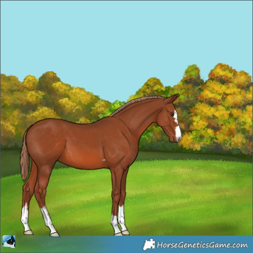 Horse Color:Chestnut 