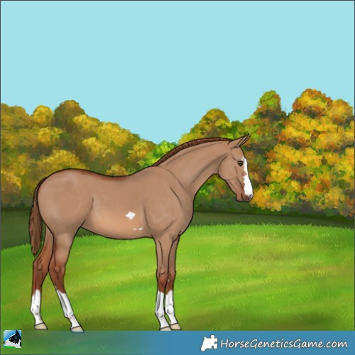 Horse Color:Red Dun 