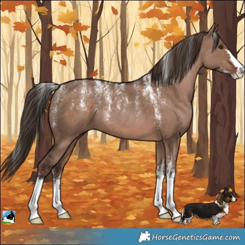 Horse Color:Powder White Liver Red Dun 