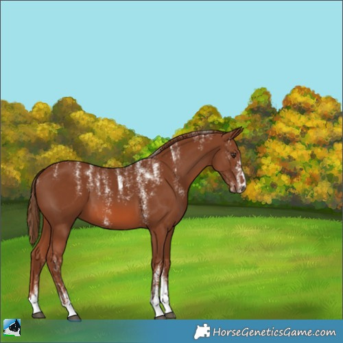 Horse Color:Powder White Chestnut 