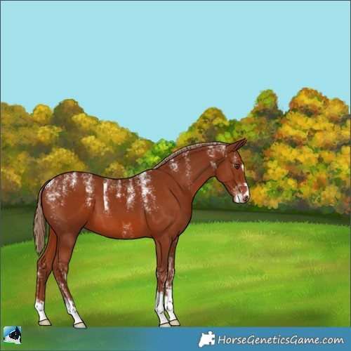 Horse Color:Powder White Chestnut 