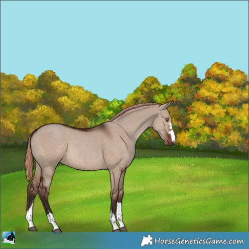 Horse Color:Liver Red Dun 