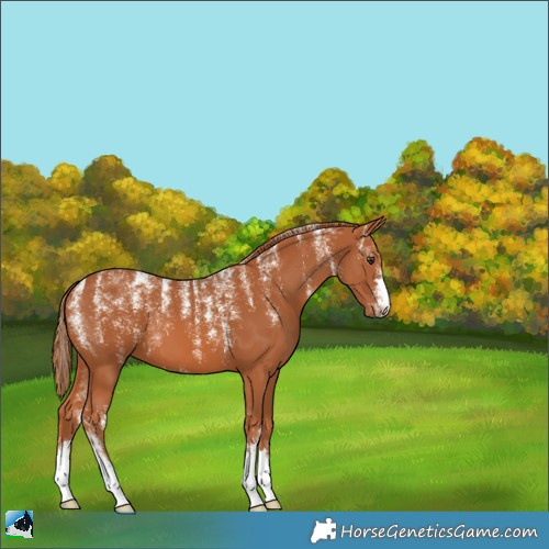 Horse Color:Powder White Chestnut 