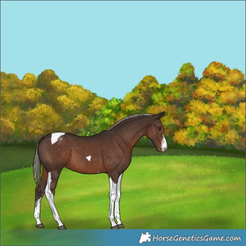 Horse Color:Liver Chestnut Mushroom Sabino Tobiano Appaloosa 