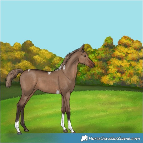 Horse Color:Liver Red Dun Tobiano 