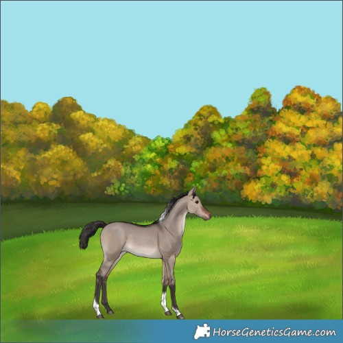 Horse Color:Brown Dun Tobiano 