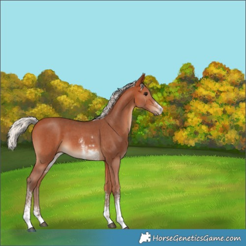 Horse Color:Silver Bay Sabino 