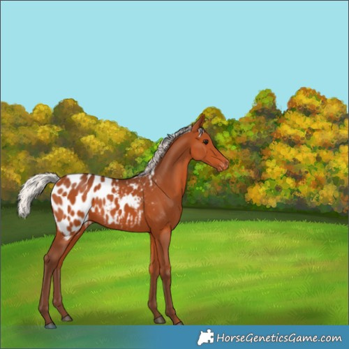 Horse Color:Silver Bay Appaloosa 