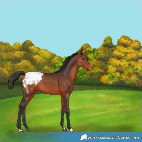 Horse Color:Bay Appaloosa 