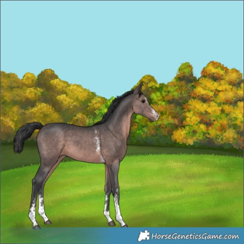 Horse Color:Platinum Brown Sabino 