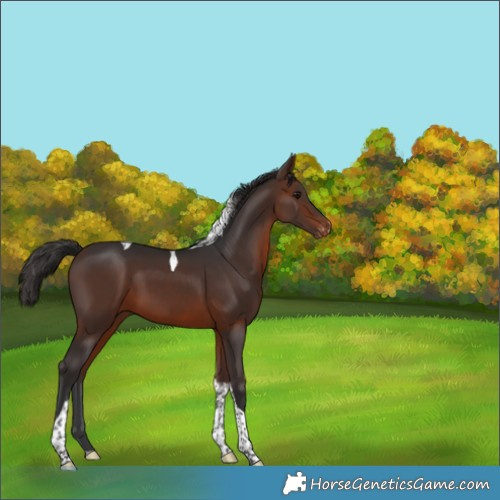 Horse Color:Brown Tobiano Appaloosa 