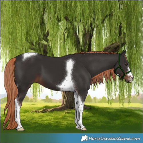 Horse Color:Liver Chestnut Tobiano 