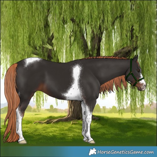 Horse Color:Liver Chestnut Tobiano