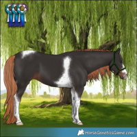 Horse Color:Liver Chestnut Tobiano 