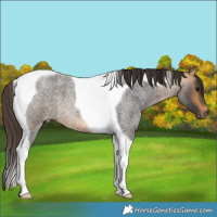 Horse Color:Buckskin Roan Tobiano 