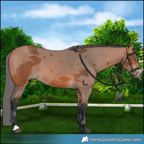 Horse Color:Bay Merle 