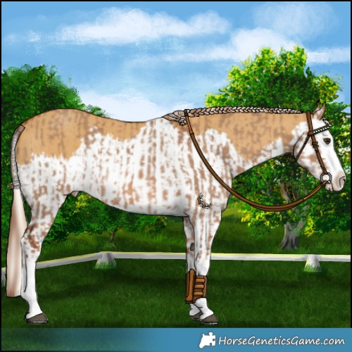 Horse Color:Red Dun Splash  and Palomino Dun Splash 