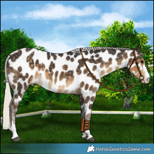 Horse Color:Silver Smoky Black Near Leopard 