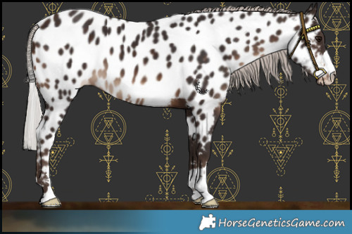 Horse Color:Silver Brown Near Leopard 