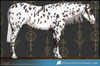 Horse Color:Silver Brown Appaloosa 