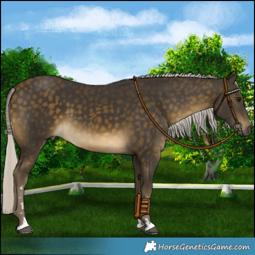 Horse Color:Silver Buckskin 