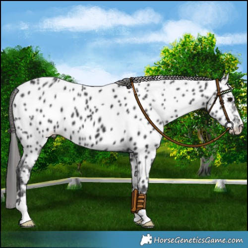 Horse Color:Black Near Leopard 