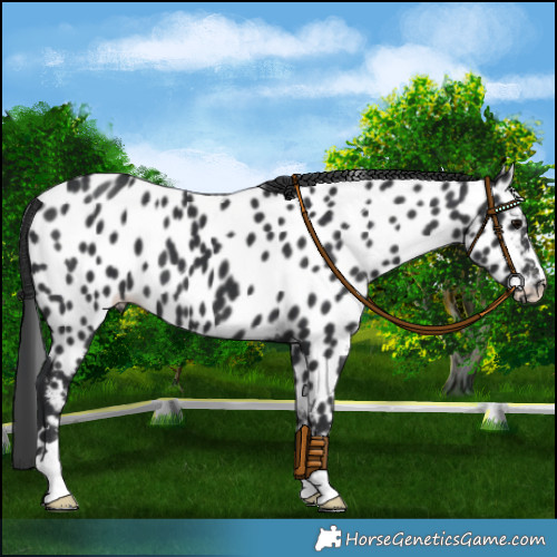 Horse Color:Black Appaloosa