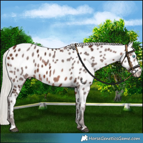 Horse Color:Silver Brown Merle Appaloosa 