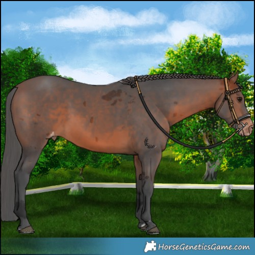 Horse Color:Brown Merle Varnish 