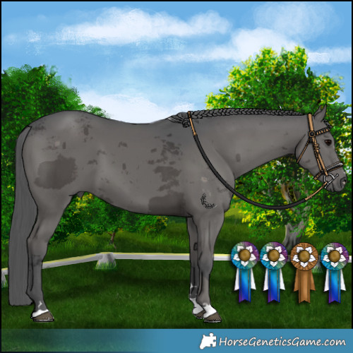 Horse Color:Black Merle 