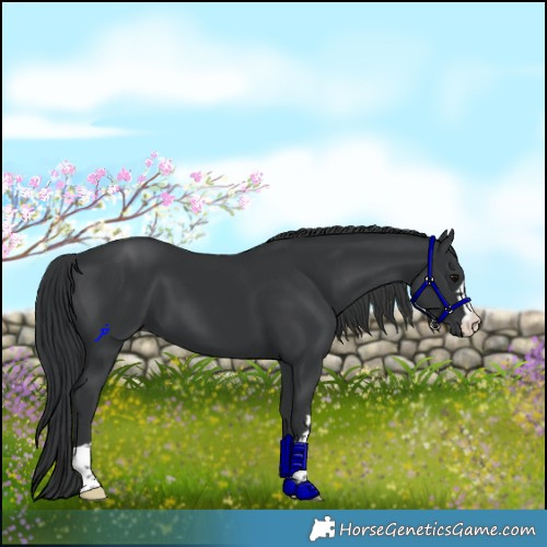 Horse Color:Black 