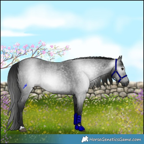 Horse Color:Gray Blue Roan Rabicano 