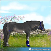 Horse Color:Black Tobiano 