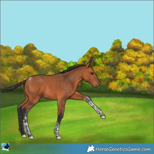 Horse Color:Bay Tobiano 