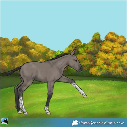 Horse Color:Grullo Tobiano