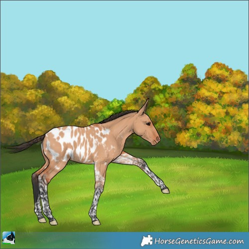 Horse Color:Bay Dun Tobiano Appaloosa 
