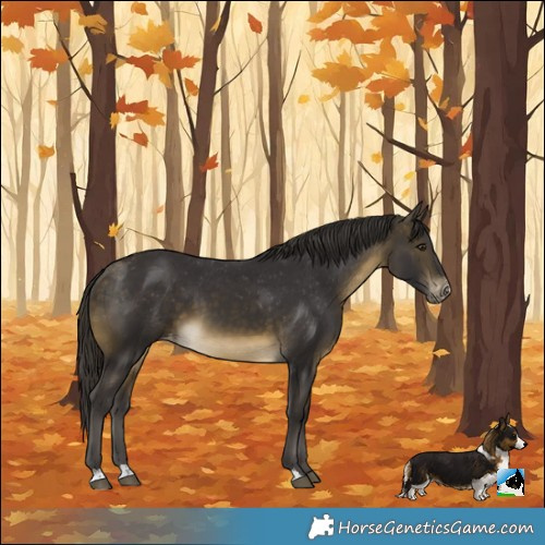 Horse Color:Buckskin Varnish
