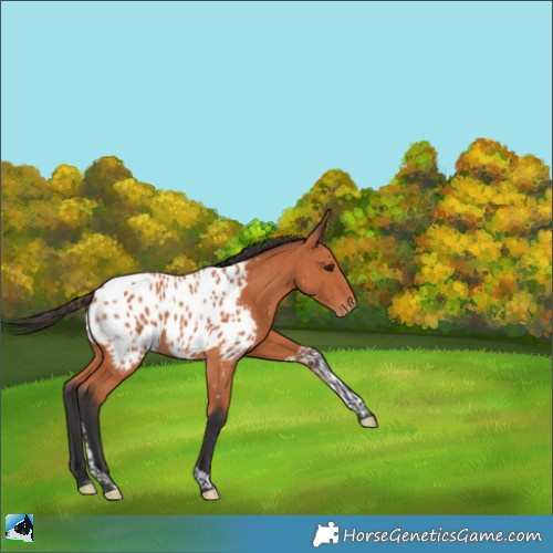 Horse Color:Bay Tobiano Near Leopard 