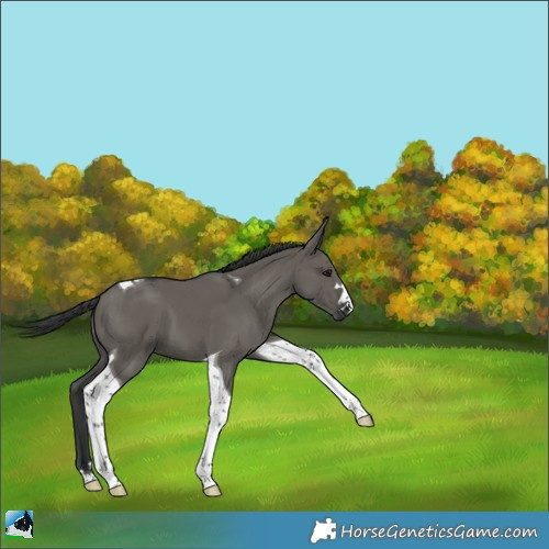 Horse Color:Grullo Tobiano 