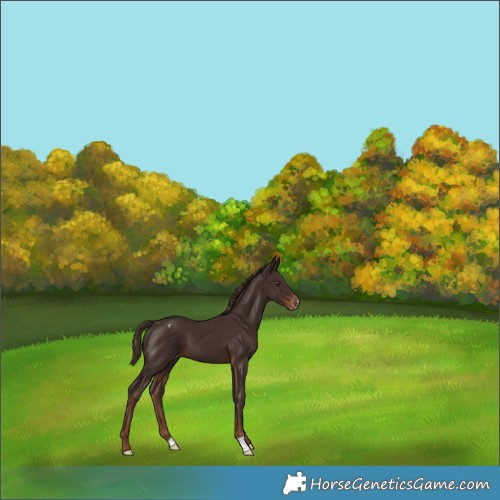 Horse Color:Liver Chestnut Appaloosa 