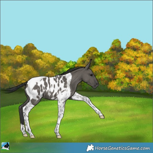Horse Color:Grullo Tobiano Appaloosa 