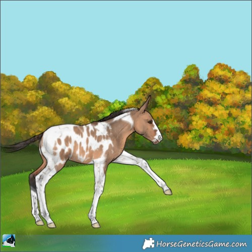 Horse Color:Bay Dun Tobiano Appaloosa 