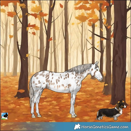 Horse Color:White Spotted Chocolate Palomino Near Leopard 