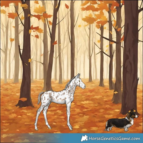 Horse Color:White Spotted Chocolate Palomino Appaloosa